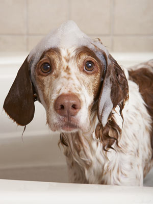 From redbookmag.com - How to get a dog clean